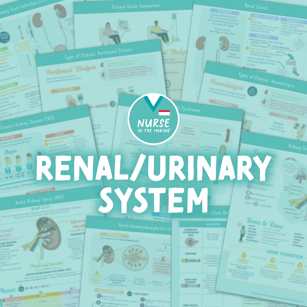 Renal / Urinary System Study Guide